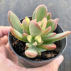 Echeveria Manaudes Variegata