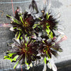 Aeonium 'Big Bang' (1 x CUTTING)