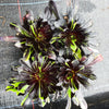 Aeonium 'Big Bang' (S)(PLANT)