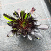 Aeonium 'Big Bang' (S)(PLANT)