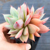 Echeveria agavoides 'Blue moon'