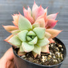 Echeveria agavoides 'Blue moon'