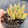 Echeveria psyche