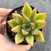 Echeveria psyche