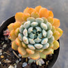 Echeveria setosa var. deminuta x lilacina