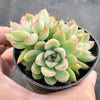Echeveria Mebina (CLUSTER)