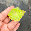 Aeonium tabuliforme ( THE PLATE PLANT) (1 X CUTTING)