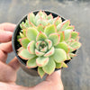 Echeveria Mebina (CLUSTER)