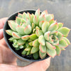 Echeveria Mebina (CLUSTER)