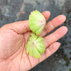 Aeonium tabuliforme ( THE PLATE PLANT) (1 X CUTTING)