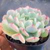 Echeveria 'Fly To The Sky' (PKJ)