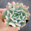 Echeveria 'Fly To The Sky' (PKJ)
