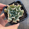 Echeveria 'Fly To The Sky' (PKJ)