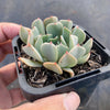 Echeveria 'Fly To The Sky' (PKJ)