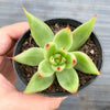 Echeveria agavoides 'GAYA'
