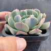 Echeveria 'Fly To The Sky' (PKJ)