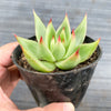 Echeveria agavoides 'GAYA'