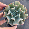 Echeveria 'Fly To The Sky' (PKJ)