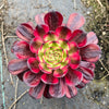 Aeonium 'Mardi Gras'