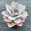 xGraptoveria Pink Laui