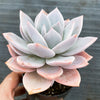 xGraptoveria Pink Laui