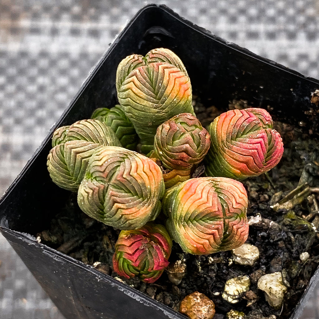 Crassula quadrangularis