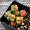 Crassula quadrangularis