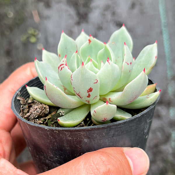 Echeveria 'Strictiflora x Jelly Jam' LET LOVE GROW (Succulent & Cactus)