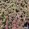Crassula exilis ssp cooperi