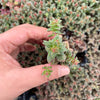 Crassula exilis ssp cooperi