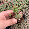 Crassula exilis ssp cooperi
