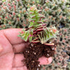 Crassula exilis ssp cooperi