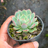 Echeveria Pipa Fairy - KOREA FORM