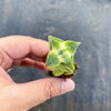 Crassula perforata 'Southern Cross' (white variegate)(2 x CUTTING)