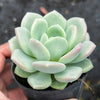 Echeveria Ice Cream