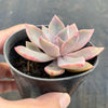 xGraptoveria 'Douglas Huth' (1 x CUTTING)