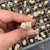 Crassula 'Pastel' ( C. Tom Thumb variegated)(XXS)