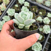 Echeveria Ice Cream