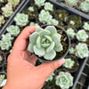 Echeveria Ice Cream