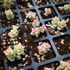 Crassula 'Pastel' ( C. Tom Thumb variegated)(XXS)