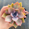 xGraptoveria 'Douglas Huth' (1 x CUTTING)