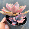 xGraptoveria 'Douglas Huth' (1 x CUTTING)