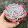 Echeveria 'Lovely Bear' | Korea Form
