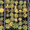 Haworthia limifolia f. variegata