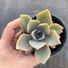 xGraptoveria 'Douglas Huth' (1 x CUTTING)