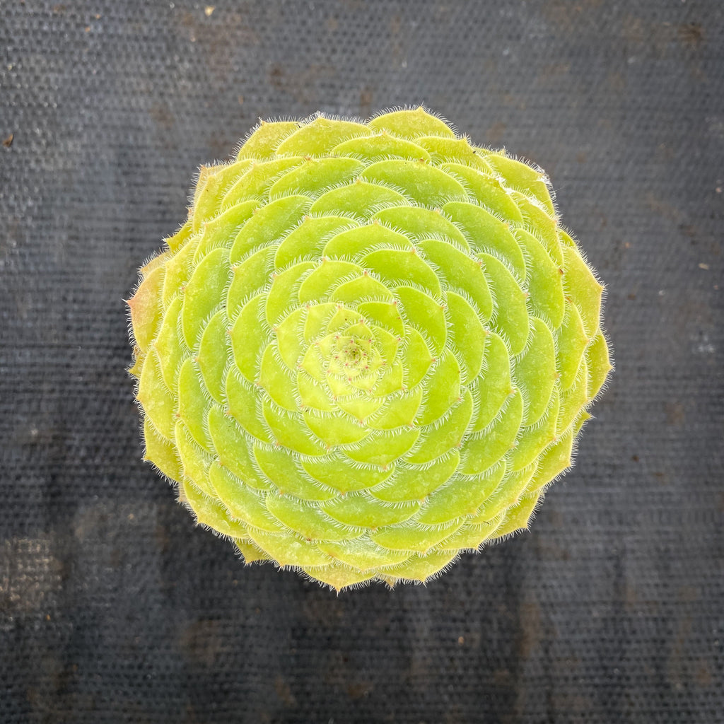 Aeonium tabuliforme ( THE PLATE PLANT)