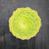 Aeonium tabuliforme ( THE PLATE PLANT)