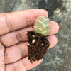 Crassula Barklyi