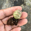 Crassula Barklyi