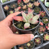 Echeveria Red Psyche